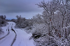 霜,雪花,冰冷的树