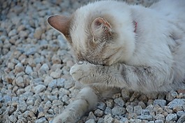 猫,卫生间聊天,头