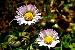 雛菊,春天,草地