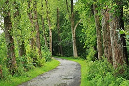 大道,林蔭大道,楊樹大道