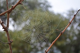 蛛網(wǎng),蜘蛛,web