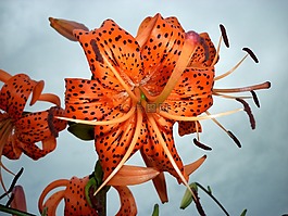 百合,老虎莉莉,雄蕊
