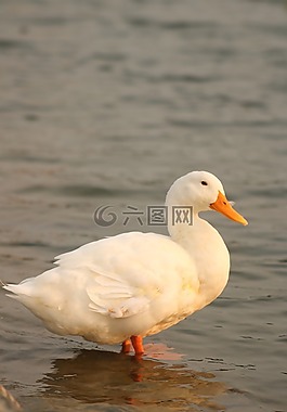 鴨,鳥,河