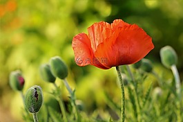 花,罌粟,紅色