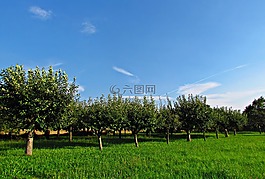 樹,悲傷,花園