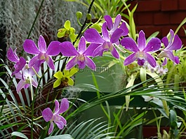 蘭花,紫色的花,異國情調(diào)