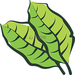 葉,蔬菜,人工林