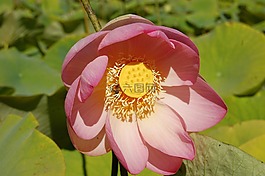 莲花,花,盛开