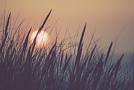 性質(zhì),太陽,草