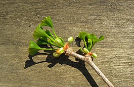松树蕨类植物,银杏叶,年轻叶