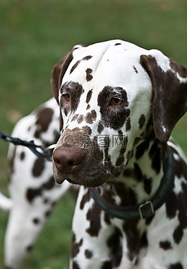狗,?ejo dalmata,步行