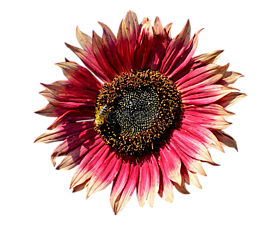 太陽(yáng)花,花,鮮花
