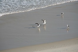 海鷗,海灘,mar