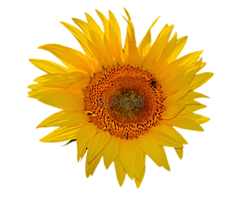 太陽(yáng)花,花,鮮花