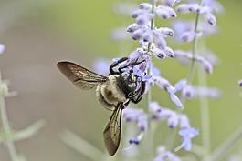 蜜蜂,花,昆蟲