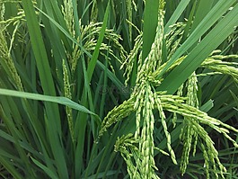 水稻,植物,綠色