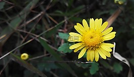 雛菊,小花,植物