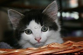 貓,小貓,動物