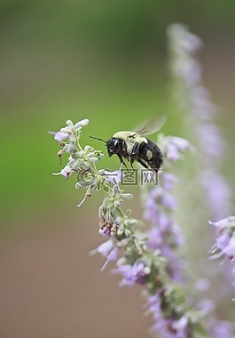 蜜蜂,花,昆蟲
