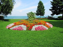 博登湖,花岛,鲜花