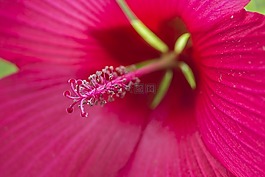 槿,粉紅色,花