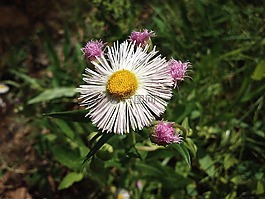 花,花瓣,特寫