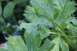 葉,性質(zhì),昆蟲