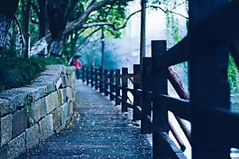 花,春天,風景