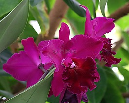 蘭花,倒掛金鐘,花