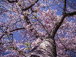 櫻桃,開花,樹