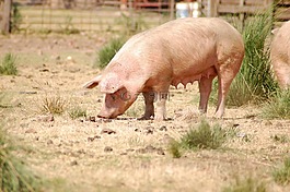 豬肉,農(nóng)場(chǎng),動(dòng)物