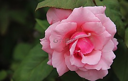 花,盛開,開花