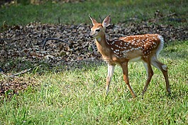 草,鹿,野生動物
