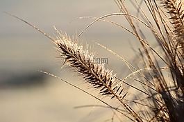草,性質(zhì),廠