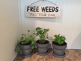中药,植物,花园
