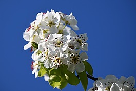 開花,春天,蘋果樹