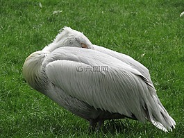 鵜,動物園,鳥