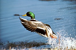 鳧,鴨,飛行