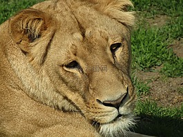 母獅,頭,動(dòng)物園