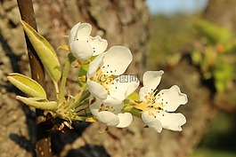 春天,盛開,性質(zhì)