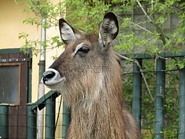 哺乳動物,動物園,頭