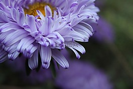 鮮花,花卉,綠