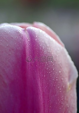 花,花瓣,郁金香