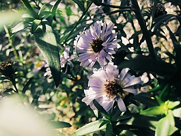 花卉,夏季,紫色