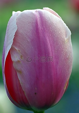 花,花瓣,郁金香