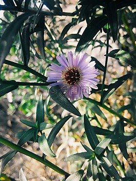 花卉,夏季,紫色