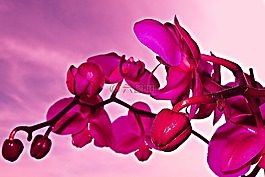 花,蘭花,植物