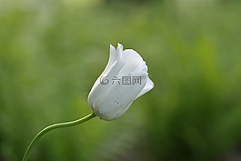 花,白,郁金香
