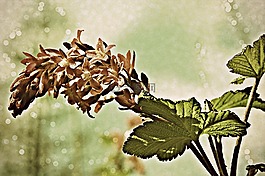 花,廠,綠色