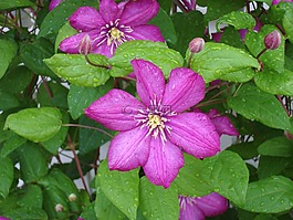 鐵線蓮,鮮花,濕